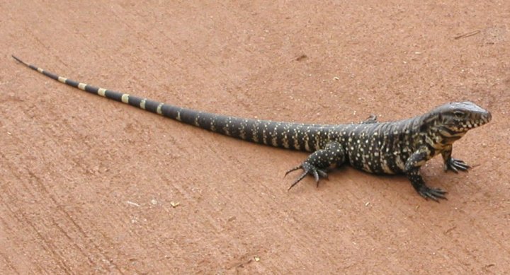 Tree Iguana