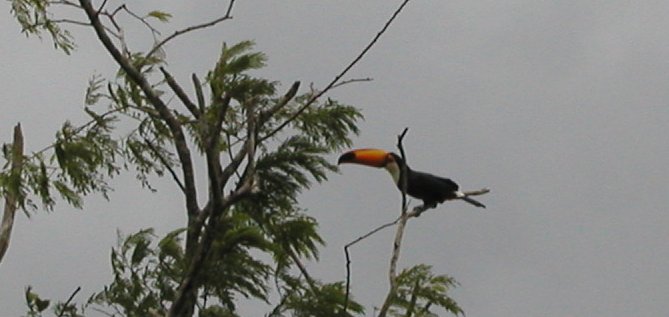 Keel-Billed Toucan