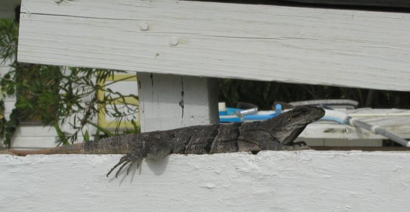 Iguana at Our Hotel