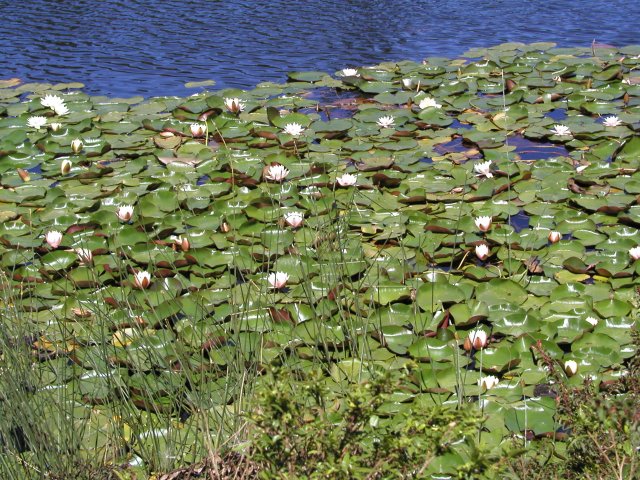 Lily Pads