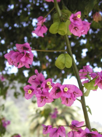 Floral Foreground