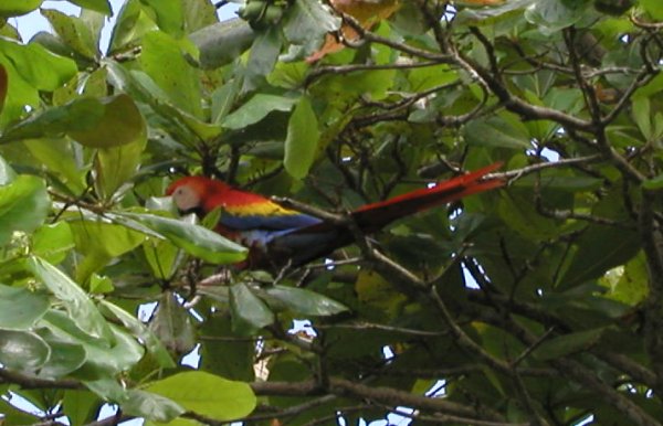 Macaws on Beach