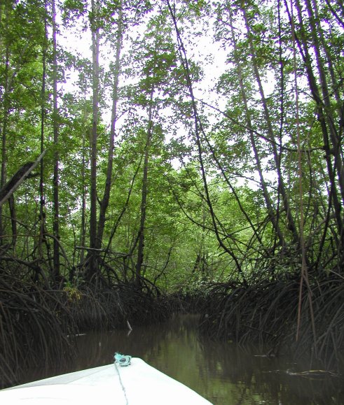 Mangrove Forest
