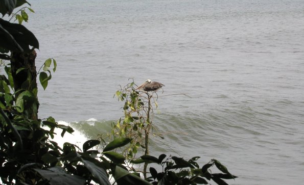 Pelican Near Playa San Josecito