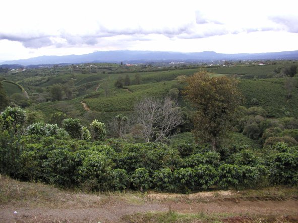 Coffee Plantation