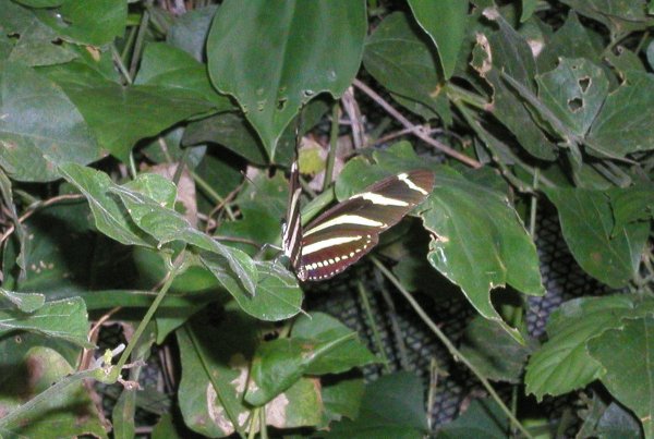 Butterfly Farm
