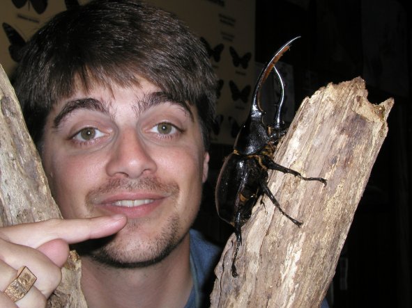 Hercules Beetle at Butterfly Farm
