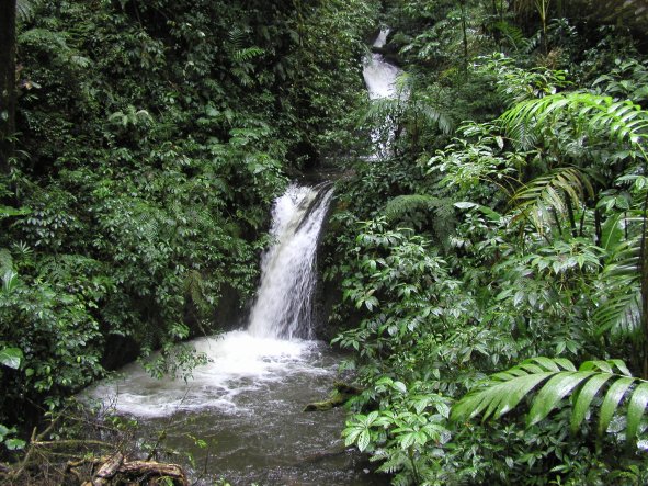 Monteverde Cloud Forest