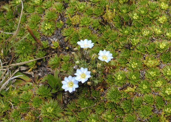 Mountain Flowers