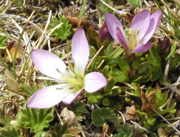 Mountain Flowers