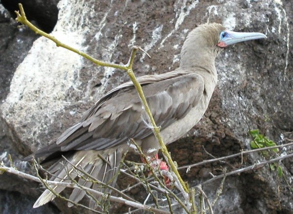 Red-footed Booby