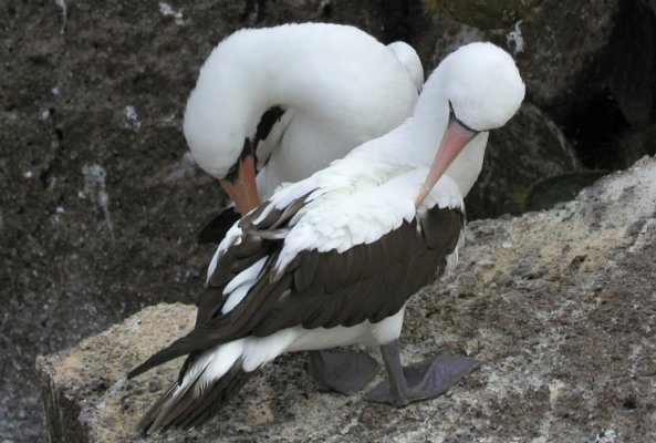 Masked Boobies Grooming