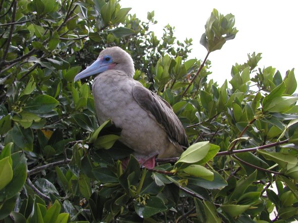 Red-footed Booby