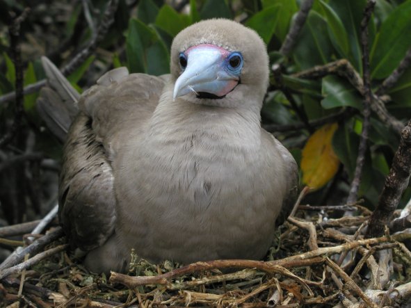 Red-footed Booby