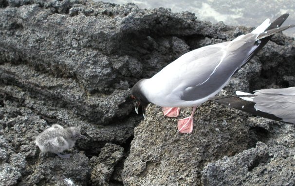 Swallowtail Gull and Chick