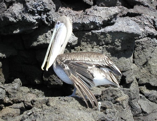 Brown Pelican