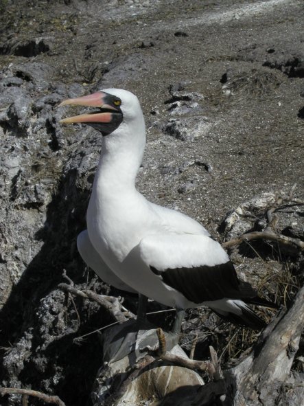 Masked Booby