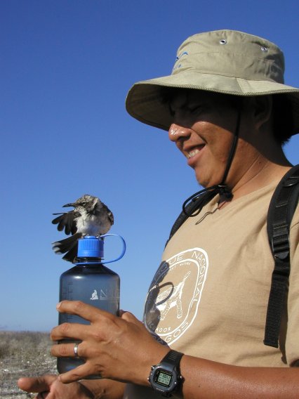 Galapagos Mockingbird