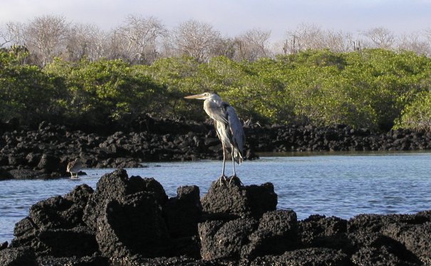 Great Blue Heron