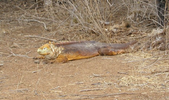 Land Iguana