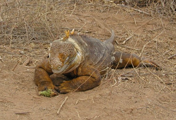 Land Iguana