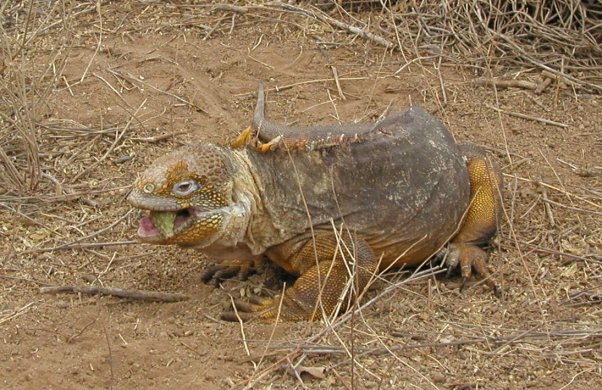 Land Iguana