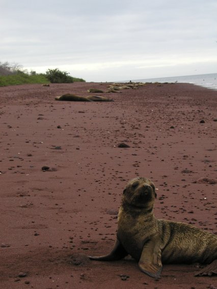 Isla Rabida