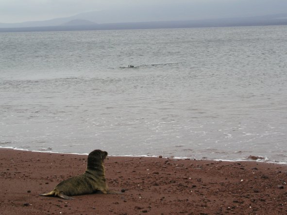 Sea Lion and Diving Booby