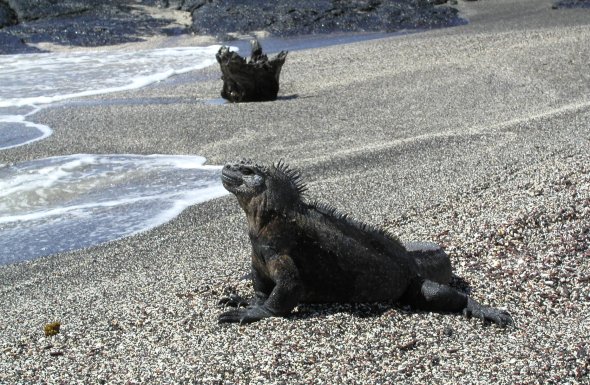 Marine Iguana