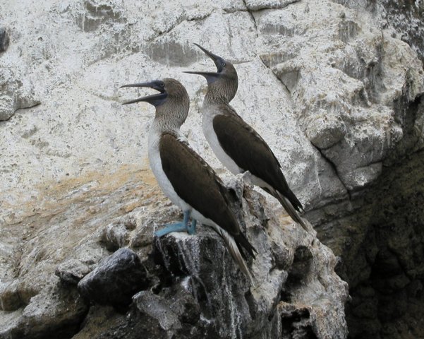 Blue-footed Boobies