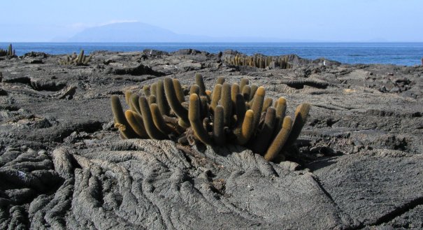 Lava Cactus