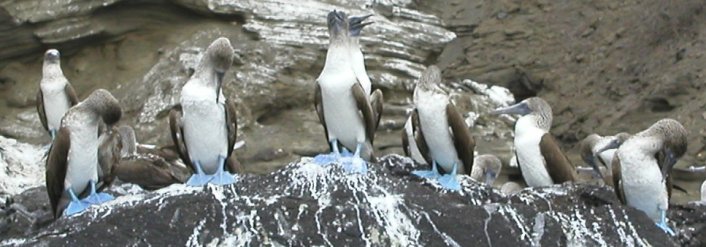 Blue-footed Boobies