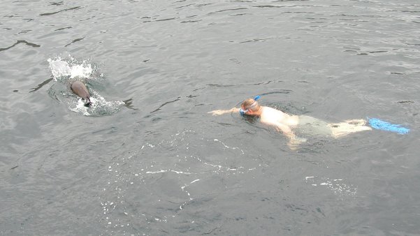 Swimming with Sea Lions