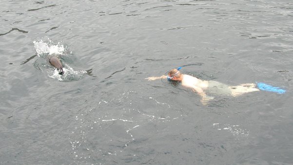 Swimming with Sea Lions