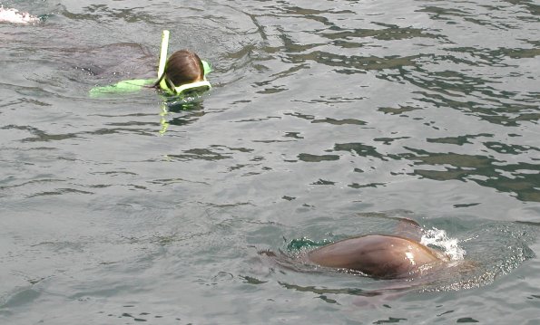 Swimming with Sea Lions