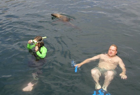 Swimming with Sea Lions