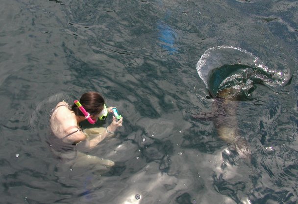 Swimming with Sea Lions