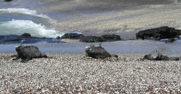 The Budweiser Iguanas