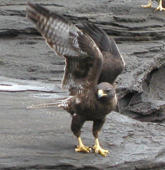 Galapagos Hawk