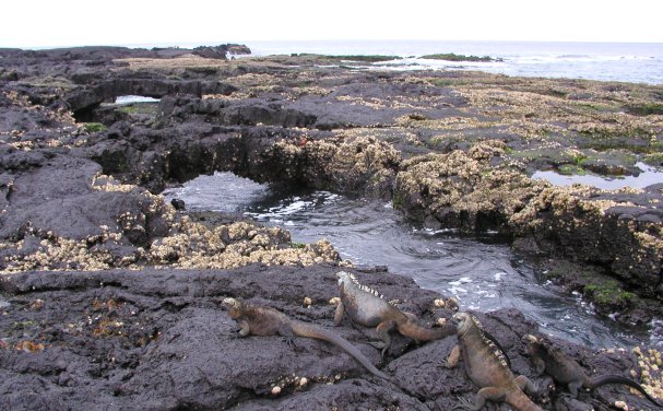 Marine Iguanas at James Bay