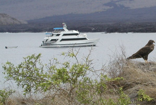 Galapagos Hawk