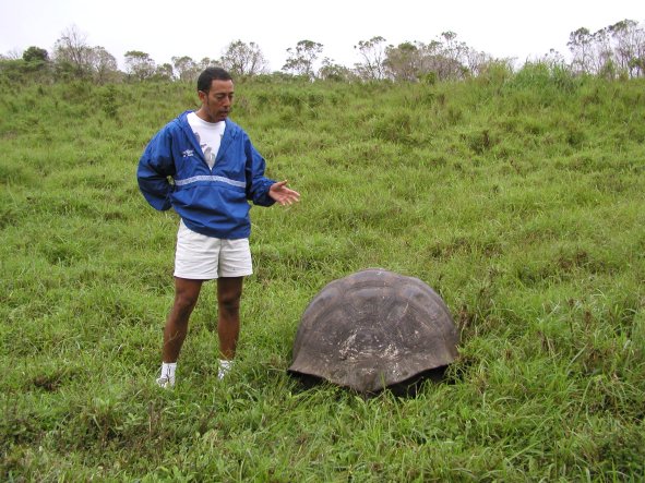 Tortoise at Isla Santa Cruz