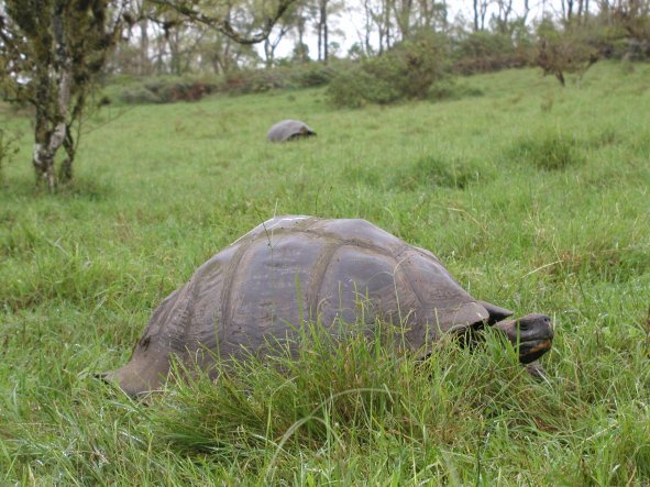 Tortoise at Isla Santa Cruz