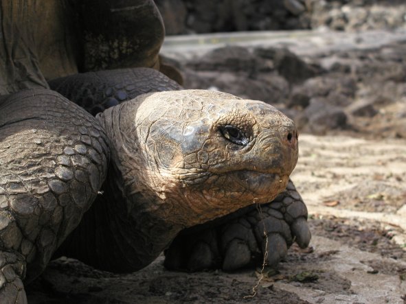 Tortoise Head