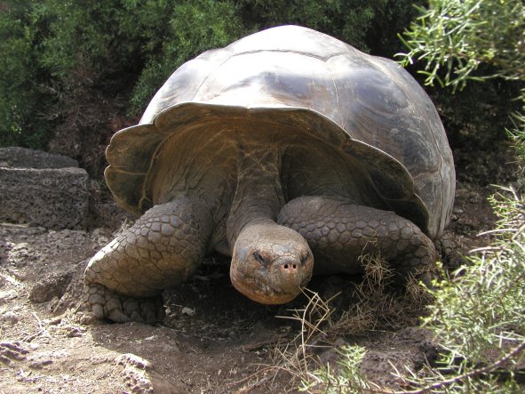 Tortoise Exploring
