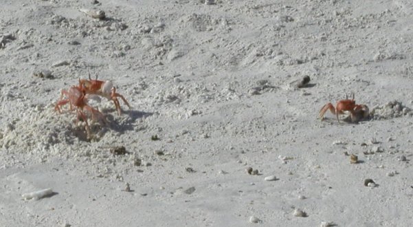 Fiddler Crab Fight