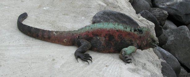 Christmas Tree Iguana