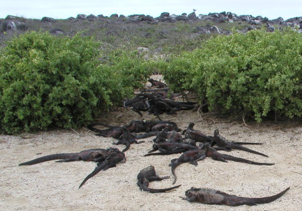 Christmas Tree Iguanas
