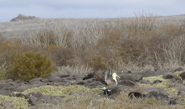 Waved Albatross