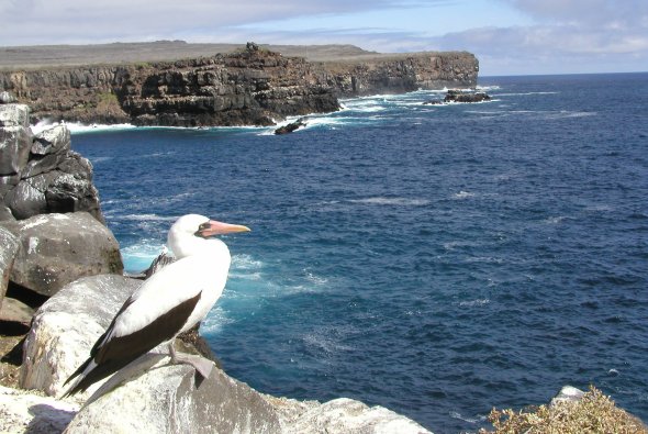 Masked Booby at Punta Suarez